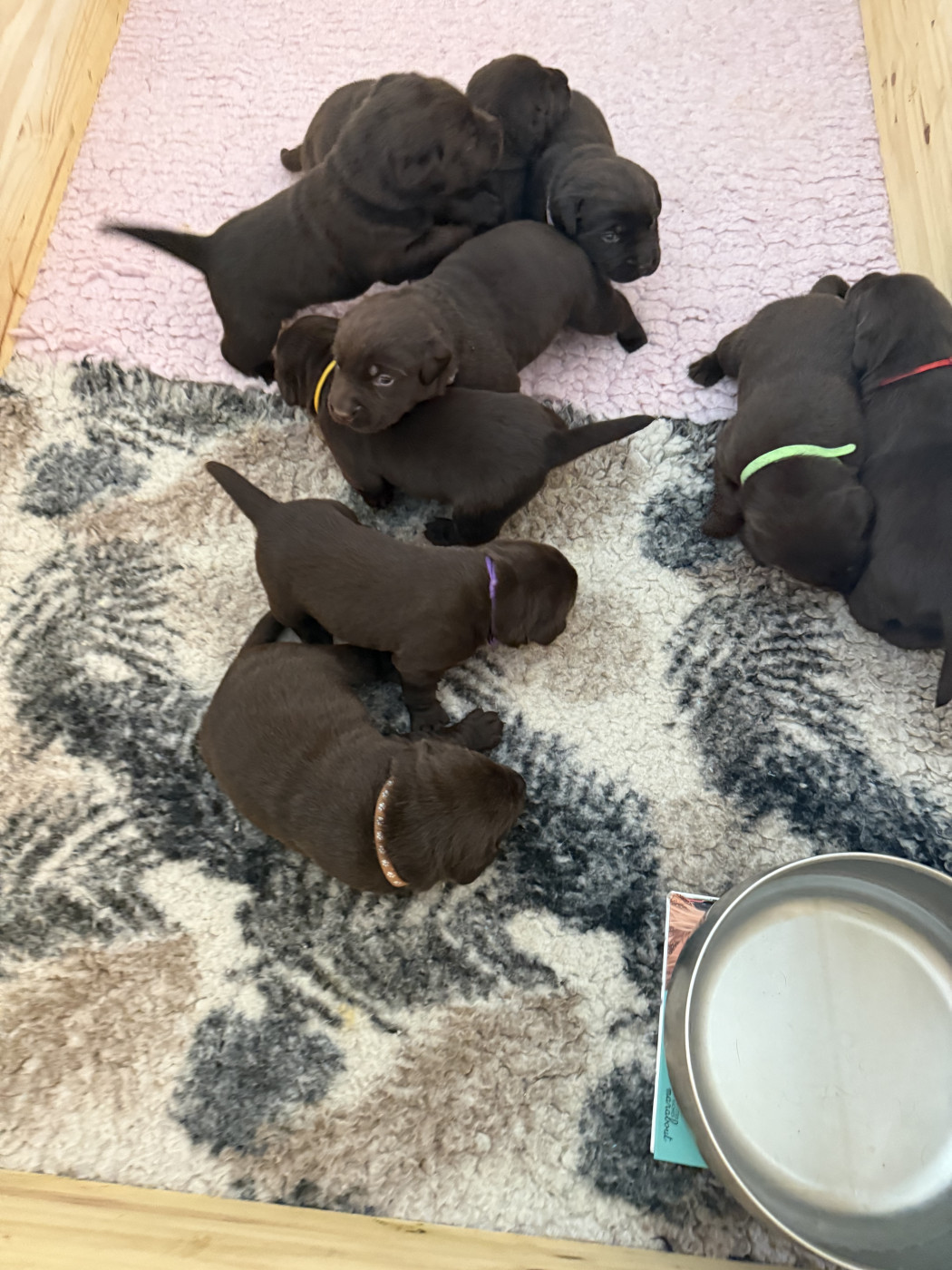 Des Délices De Praline - Labrador Retriever - Portée née le 20/03/2026