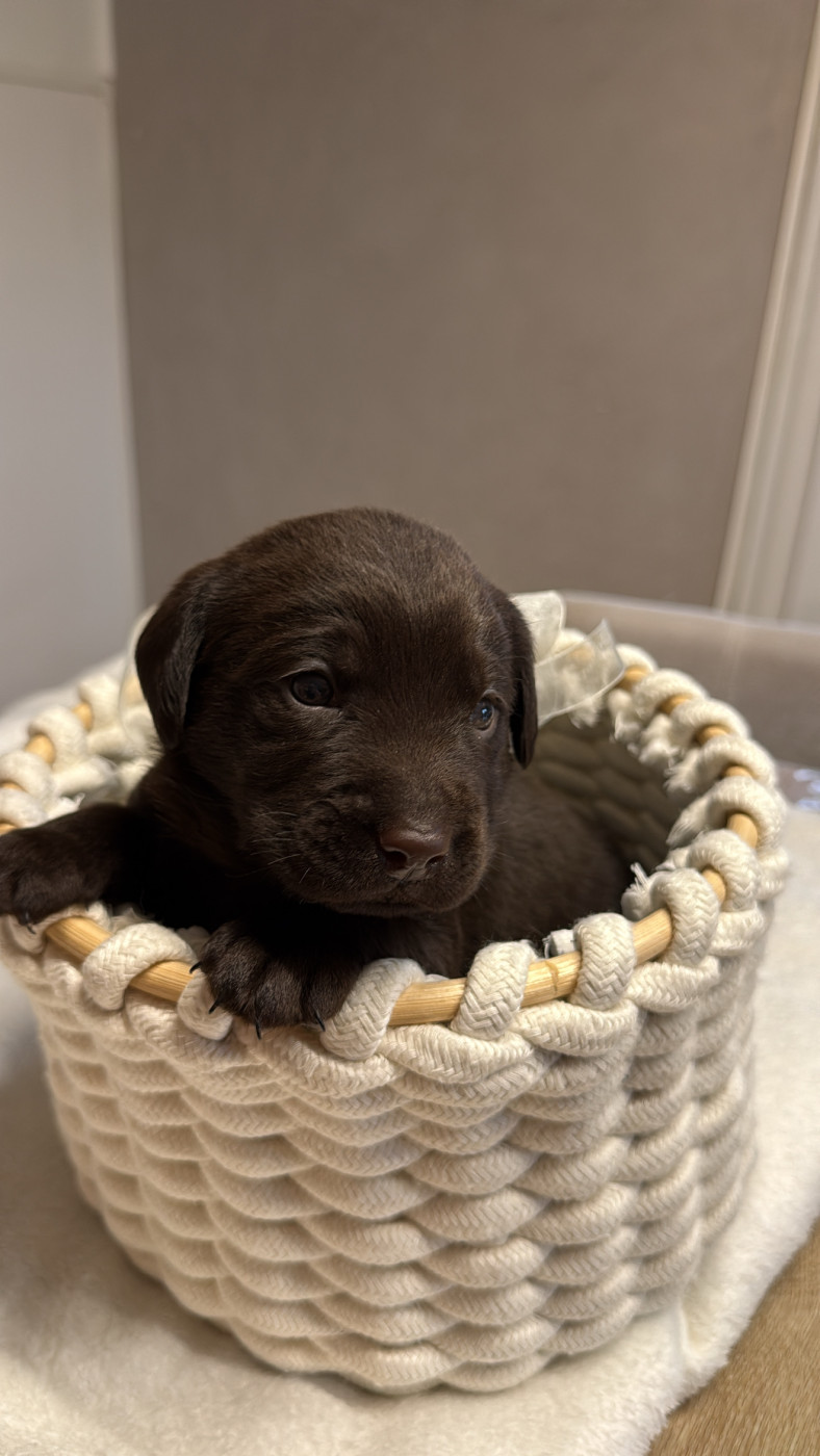 Des Délices De Praline - Chiots disponibles - Labrador Retriever