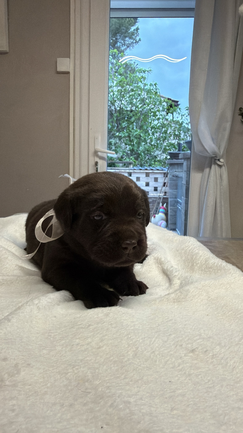 Des Délices De Praline - Chiots disponibles - Labrador Retriever