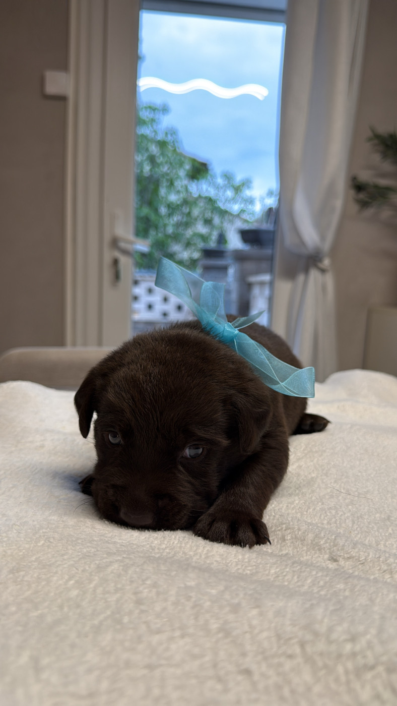 Des Délices De Praline - Chiots disponibles - Labrador Retriever