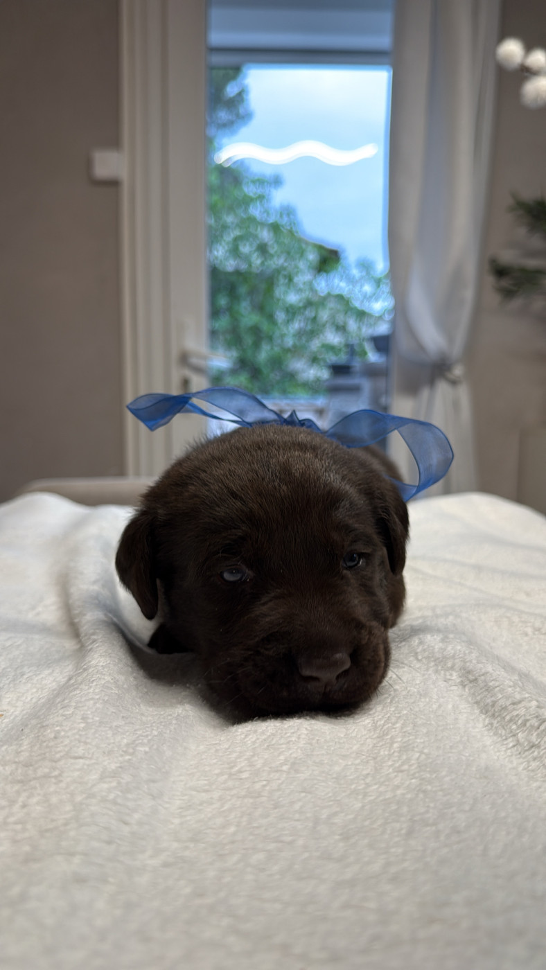 Des Délices De Praline - Chiots disponibles - Labrador Retriever