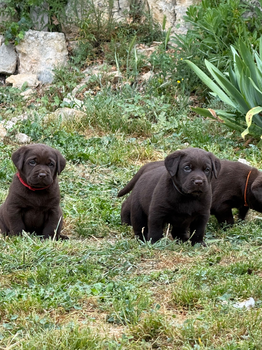 Des Délices De Praline - Labrador Retriever - Portée née le 20/03/2026