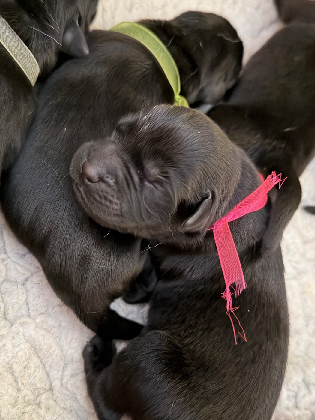 Chiot Labrador Retriever Des Délices De Praline