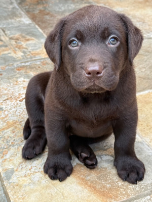 Chiot N°4