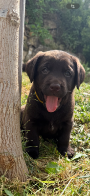 Chiot N°5
