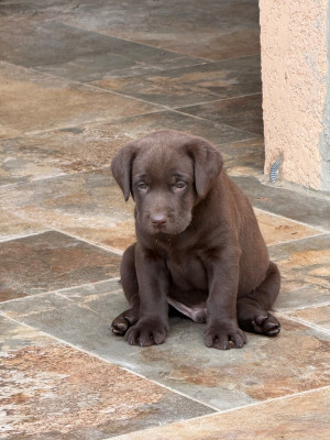Chiot N°6